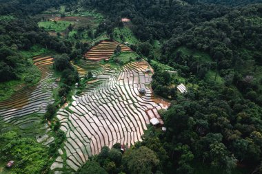 Asya 'da, büyüme mevsiminin dışında pirinç tarlaları