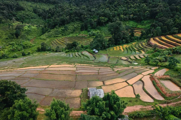 Rice Fields Growing Season Asia — Stock Photo, Image