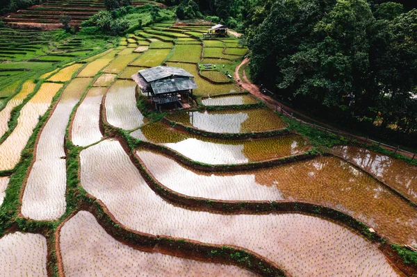 Rice Fields Growing Season Asia — Fotografia de Stock