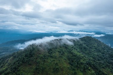 Yağmur sonrası yeşil yosunlu orman ve ağaçlar