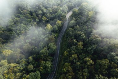 Yeşil yaz ağacı ve ormanın havadan görünüşü bir yol, yukarıdaki yol biçimi