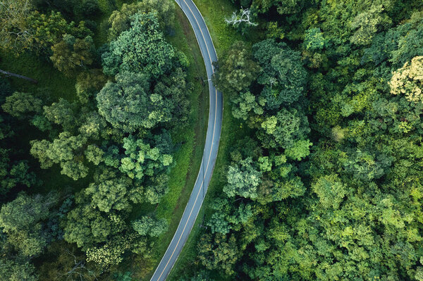 Aerial view of green summer tree and forest with a road,Road form above