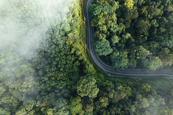 Letecký Pohled Zelený Letní Strom Les Silnicí Silniční Forma Nad — Stock fotografie