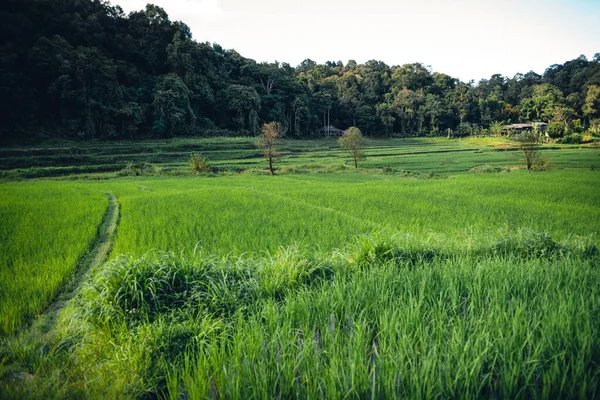 Moody Green Rice Fild Evening Light — ストック写真