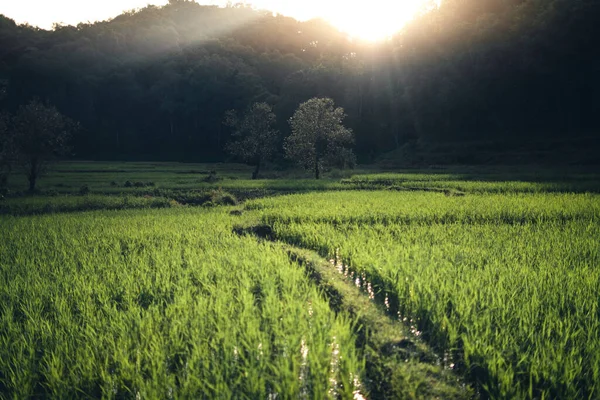 Муді Зелений Рисовий Фільтр Вечірнім Світлом — стокове фото