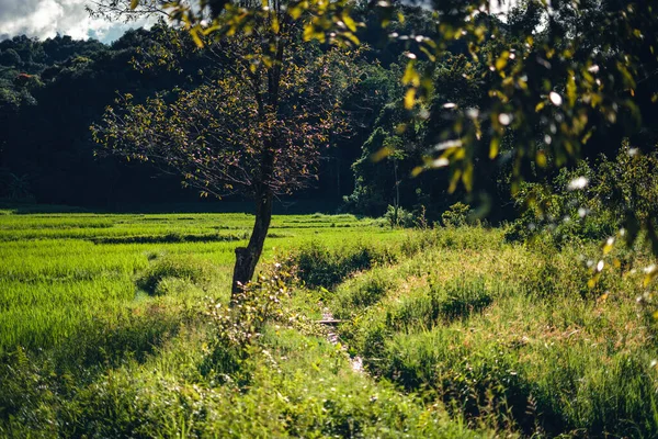 Moody Green Rice Fild Evening Light — Fotografia de Stock