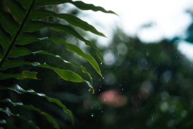 water droplets on rainy day