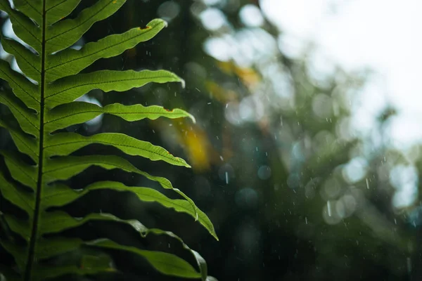 water droplets on rainy day