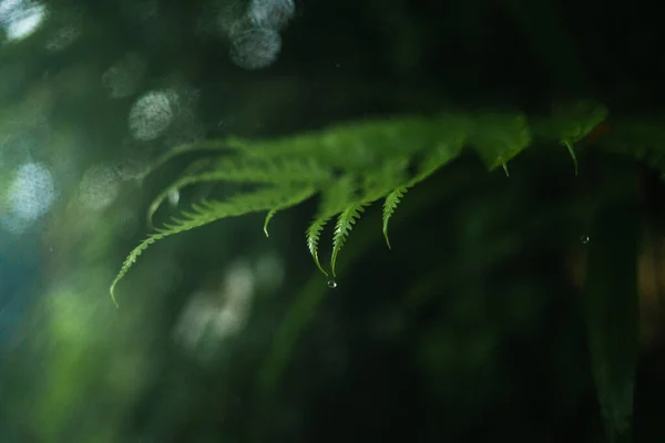 Water Droplets Rainy Day — 图库照片