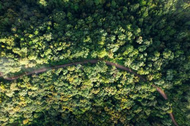 high angle view of trees and road