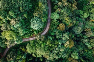 high angle view of trees and road