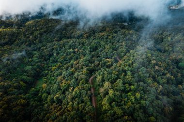 high angle view of trees and road
