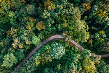high angle view of trees and road