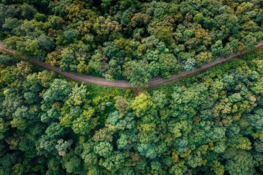 high angle view of trees and road