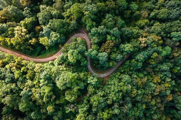high angle view of trees and road