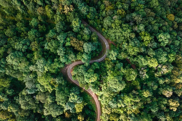high angle view of trees and road