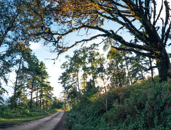 Trees Road Uphill Evening Forest Road — Stock fotografie