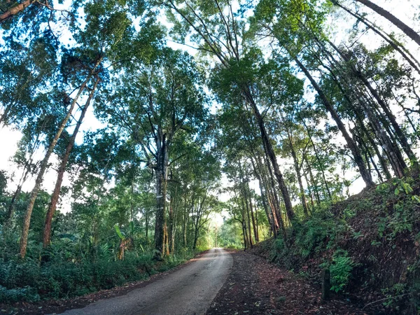 Trees Road Uphill Evening Forest Road — Stockfoto