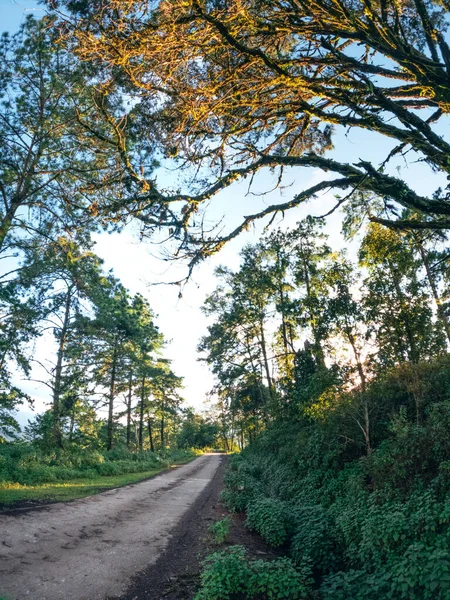 trees and road uphill in the evening,forest road