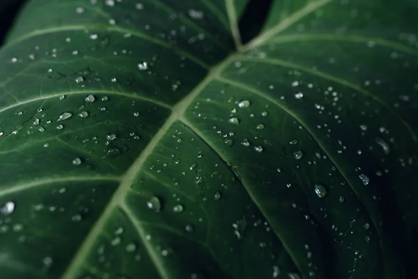 Abstract Green Texture Nature Background Water Drop — Foto de Stock