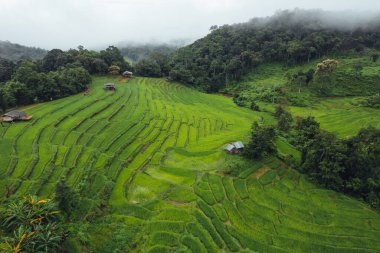 Green Rice field on terraced in chiangmai