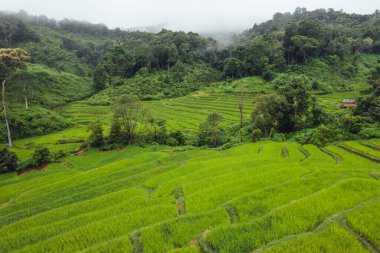 Green Rice field on terraced in chiangmai