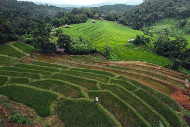 Green Rice field on terraced in chiangmai
