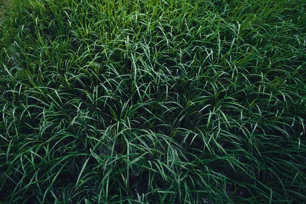 Green Rice Field Terraced Chiangmai —  Fotos de Stock