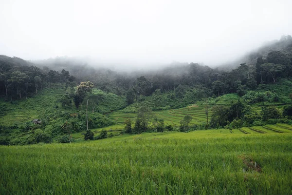 Πράσινο Rice Πεδίο Για Terraced Chiangmai — Φωτογραφία Αρχείου