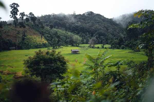 Green Rice Field Terraced Chiangmai —  Fotos de Stock