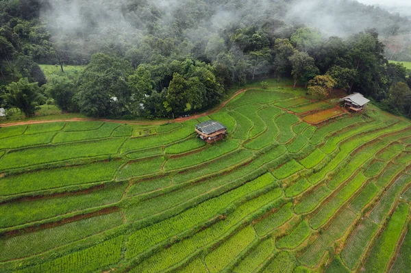 Green Rice Field Terraced Chiangmai — Fotografia de Stock
