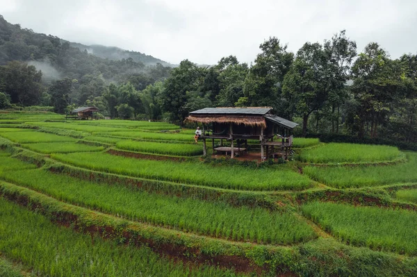 Green Rice Field Terraced Chiangmai — Stock Photo, Image