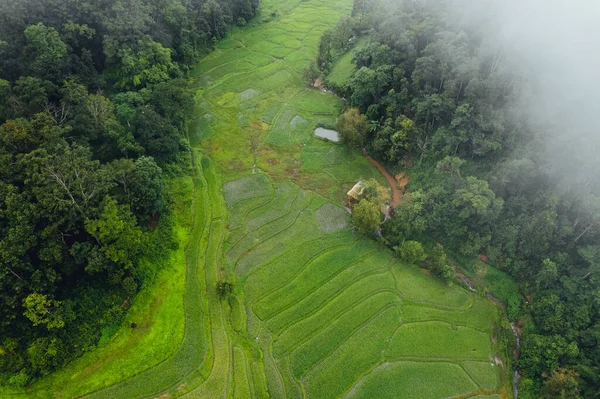 Green Rice Field Terraced Chiangmai — Fotografia de Stock