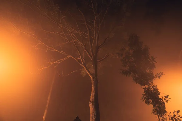 fog at night road and orange trees night road