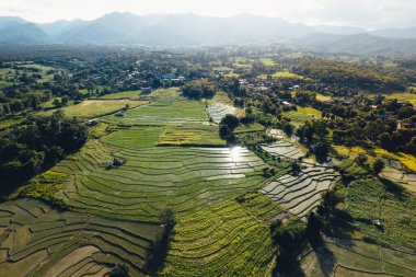 Green Rice field with evening light,in pai thailand