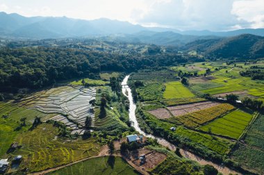 Green Rice field with evening light,in pai thailand