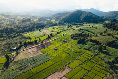 Green Rice field with evening light,in pai thailand