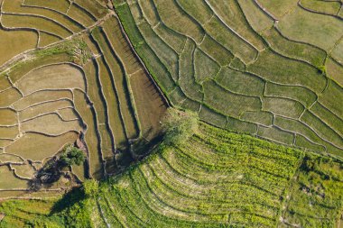 Green Rice field with evening light,in pai thailand