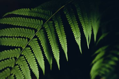  fern leaves texture in the foliage background