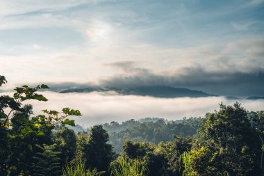 Morning tree and sun light in forest  tree in spring