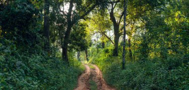 Morning tree and sun light in forest  tree in spring
