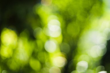 blur abstract background,Green blurred background