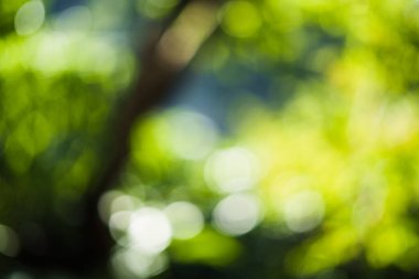 blur abstract background,Green blurred background