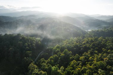 Foggy sunset in the forest in summer after rain