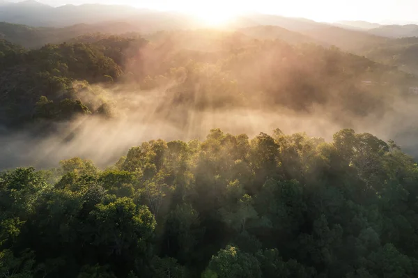 Foggy Sunset Forest Summer Rain — Stockfoto