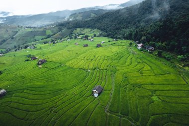 Chiangmai Tayland 'da yeşil pirinç tarlası.