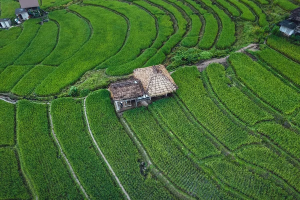 Green Rice Field Terraced Chiangmai Thailand — стокове фото