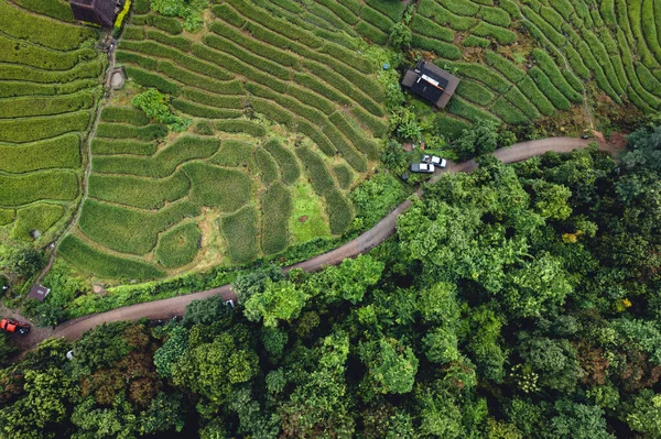 Green Rice Field Terraced Chiangmai Thailand — стокове фото