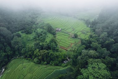 Sabah Asya 'da pirinç tarlası, yüksek açılı pirinç tarlası.