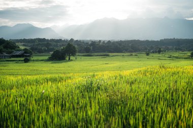 Kırsaldaki pirinç ve pirinç tarlaları yukarıda şekillenir.